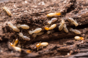 Building Pest Services WA | Pest Control | Spider Ant Termite Treatment Perth Melville Atwell Fremantle | Pre-purchase pest inspections